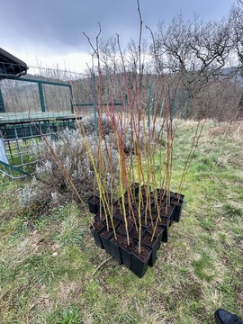 658227302_1843547900096110_8277389672479813223_n